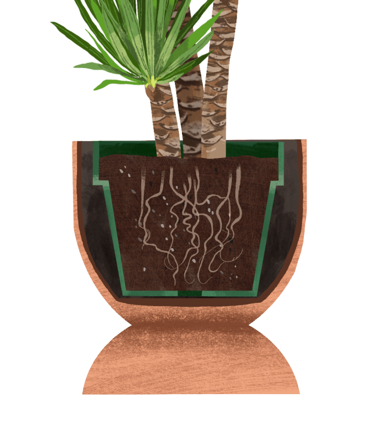 Yucca Plant Care Guide